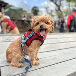 テリア系MIXの男の子楽くん