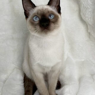 りょく茶ちゃん♀@約5ヶ月