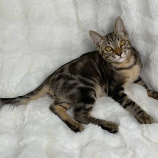 むぎ茶くん♂@約5ヶ月