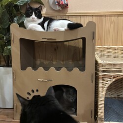 「肥満細胞腫」サムネイル2