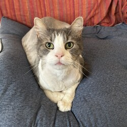 「肥満細胞腫」サムネイル3