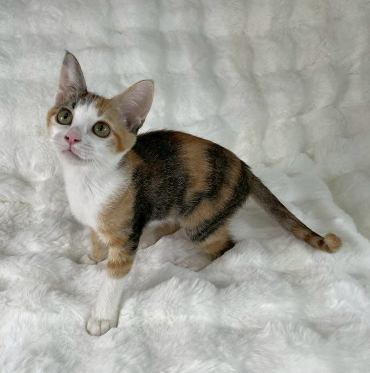 チーターベビー(灰)♡里親様募集～♡まなあきちゃん御予約♥(*´艸｀*) チーターベビー(灰)♡里親様募集～♡まなあきちゃん御予約♥(*´