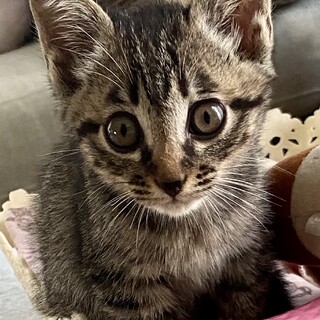 人とお膝が大好きで超甘え子のミル君