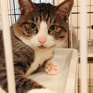 動物病院の保護猫・ビッグな甘えん坊！ダウニーくん