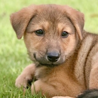 【MIX犬】中型子犬のおっとり男の子