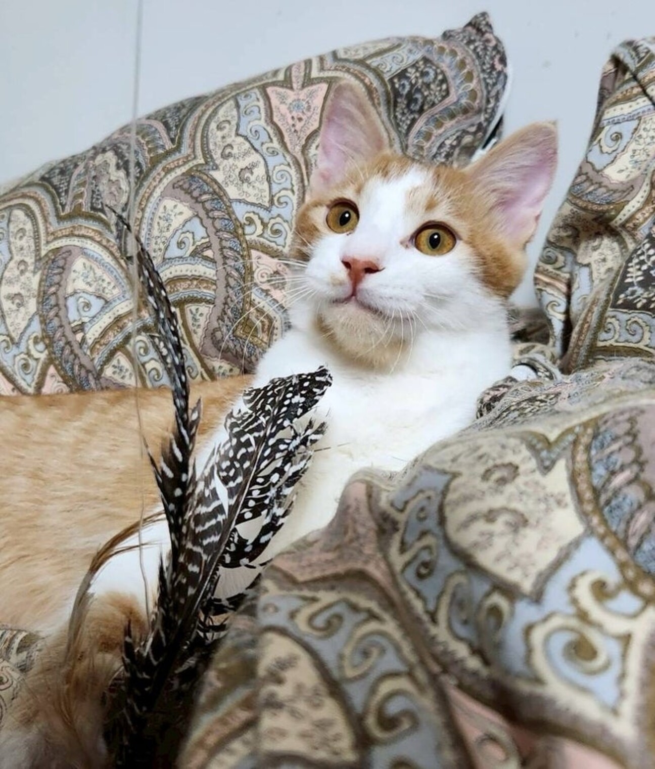 ねこ◎プロフ必読、更新しましたページ(Ⅳ) 猫カフェC・F・D on X