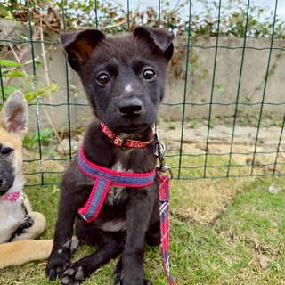 甘えん坊の【みゃくちゃん】