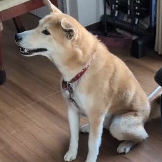 甘えん坊で人懐こい雑種のオス