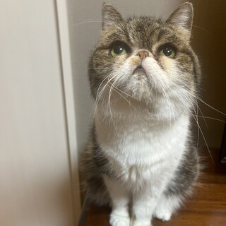 撫でたら撫でるだけ喜びまくる撫でられ上手な銀次郎