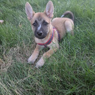 ちょいヘタレな【スパークくん】