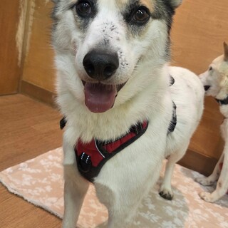 マイペースな【ノーヴィ】くん