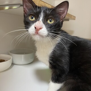 【お見合い】開催日10月27日、11月2日16時〜