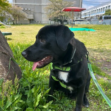 暑さに参ってる