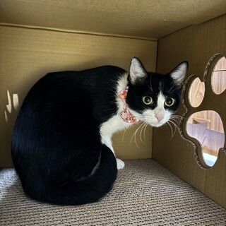 ハチワレ美人♡梨乃ちゃん♡