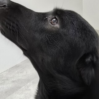 1歳5ヶ月 レトリバーMIXの里親を募集！