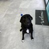 1歳5ヶ月 レトリバーMIXの里親を募集！ サムネイル2