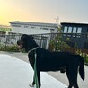 1歳5ヶ月 レトリバーMIXの里親を募集！ サムネイル4