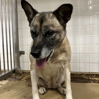 殺処分対象❗️収容期間10/24迄❗️延長なし