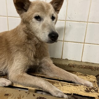 琉球犬Mixの人懐こい男」東京都 - 犬の里親募集(345879