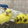 ちゅらこ