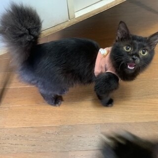 募集一時停止半長毛黒猫若葉ちゃん