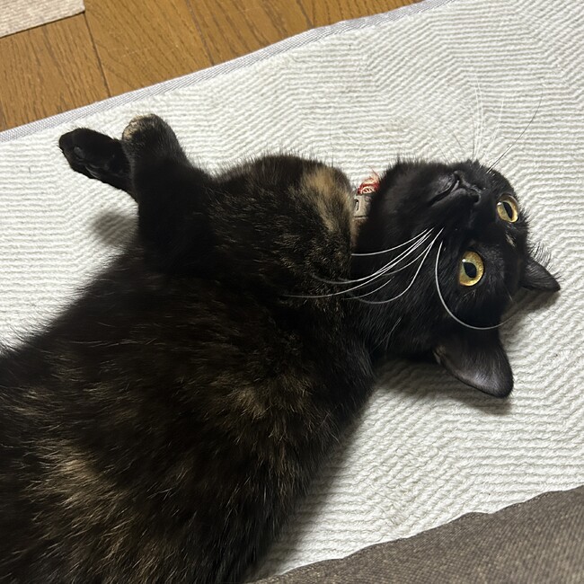 リリミンのカバー写真