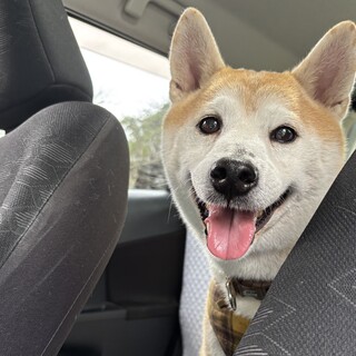 そろそろ落ち着いて欲しい？ヤンチャなコロ君９歳