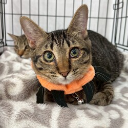 まだら家 サムネイル2