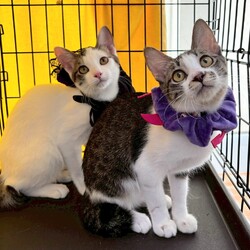 まだら家 サムネイル3