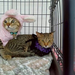 まだら家 サムネイル3