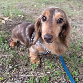 控えめダックス︎︎のラッキーちゃん