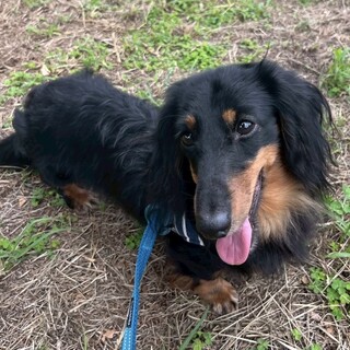 人が大好き甘えん坊のジョイくん