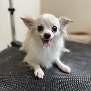 ビビリの小さなチワワ「ドリームちゃん」