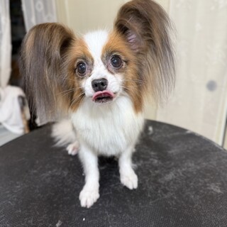 1人遊びも上手なパピヨン♂︎︎ ホープ君