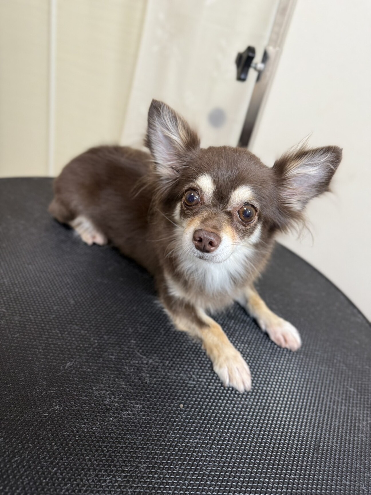 控えめチワワの「スマイル」埼玉県 - 犬の里親募集(528114