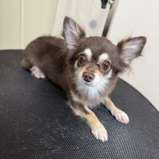 控えめチワワの「スマイルちゃん」