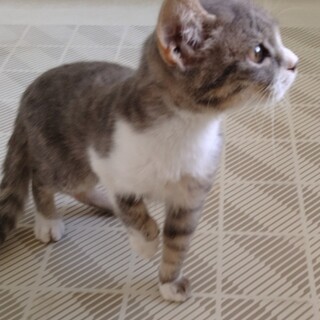 おとなしいグレー白のあきちゃんです