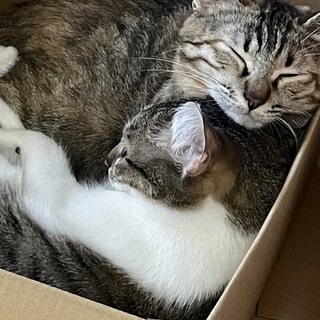 緊急でお家を探しています！