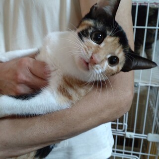 特徴ある三毛子猫のなっちゃんです