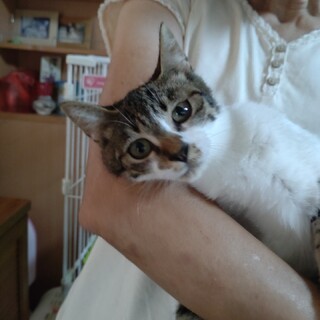 おとなしくて、可愛いよっちゃんです