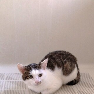 おとなしいキジシロのかつらです