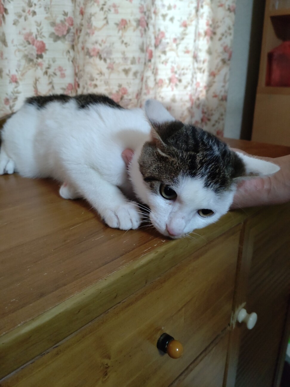 おとなしいキジシロのかつらです サムネイル2