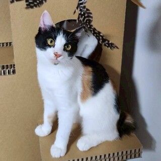 ミコちゃん♀@約4ヶ月半」東京都 - 猫の里親募集(528444) :: ペットの