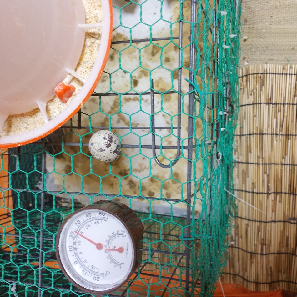 うず子のカバー写真