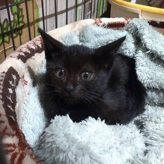 くろちびのおんなのこ