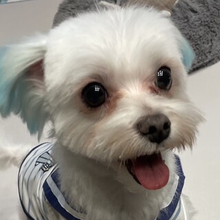 マルチーズ　里親募集