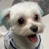 マルチーズ　男の子　5歳
