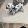 マルチーズ　男の子　5歳 サムネイル2