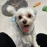 マルチーズ　男の子　5歳 サムネイル3
