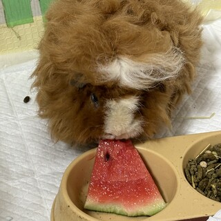 モルモットの里親募集